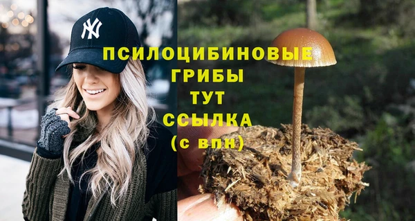 PSILOCYBIN Алзамай